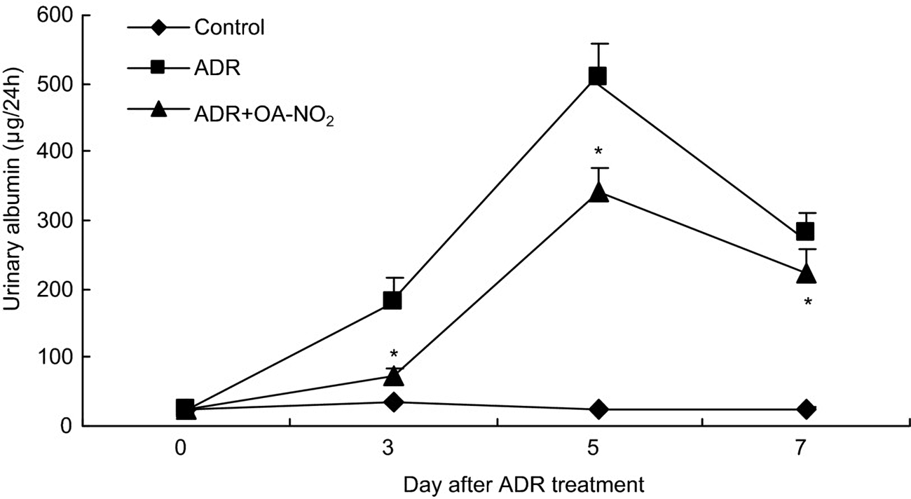 Adriamycin-Induced Nephropathy (AN) Rodent Model