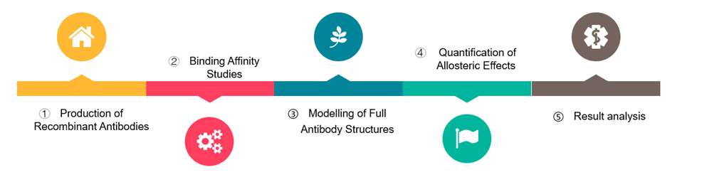 Allosteric Effects in Antibody (Creative Biolabs Original)