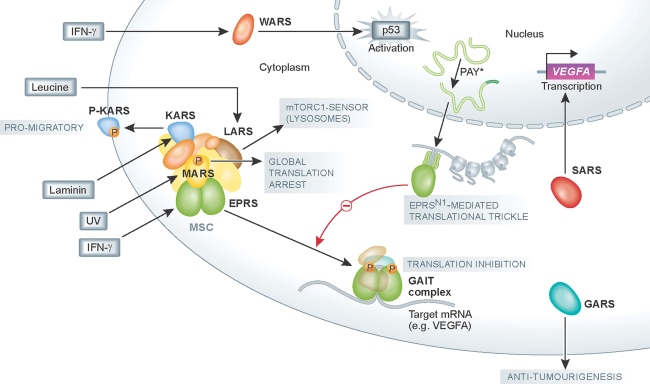 Fig. 1 ARSs regulating cell functions.