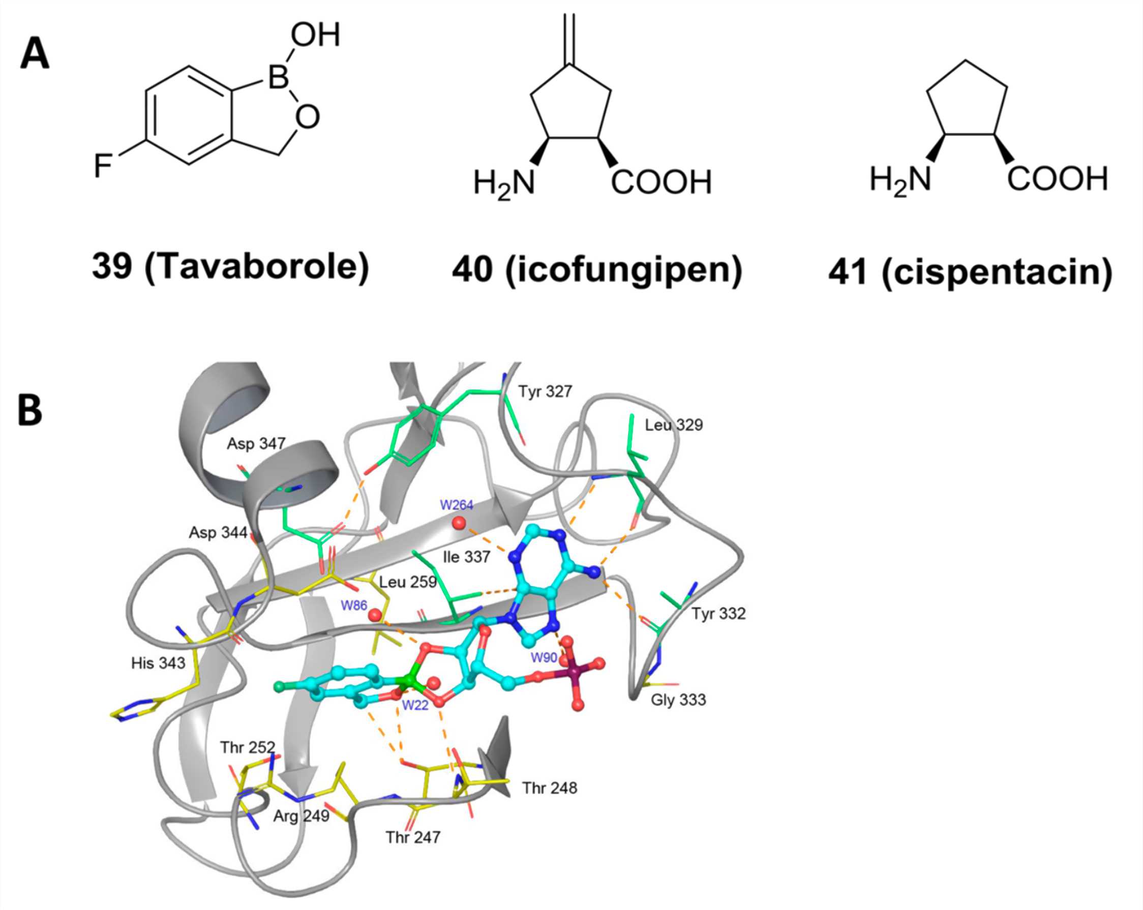 Fig. 1 AaRSs as potential antifungal targets. (A) Chemical structures of AaRS inhibitors. (B) Binding mode of a LeuRS inhibitor. 