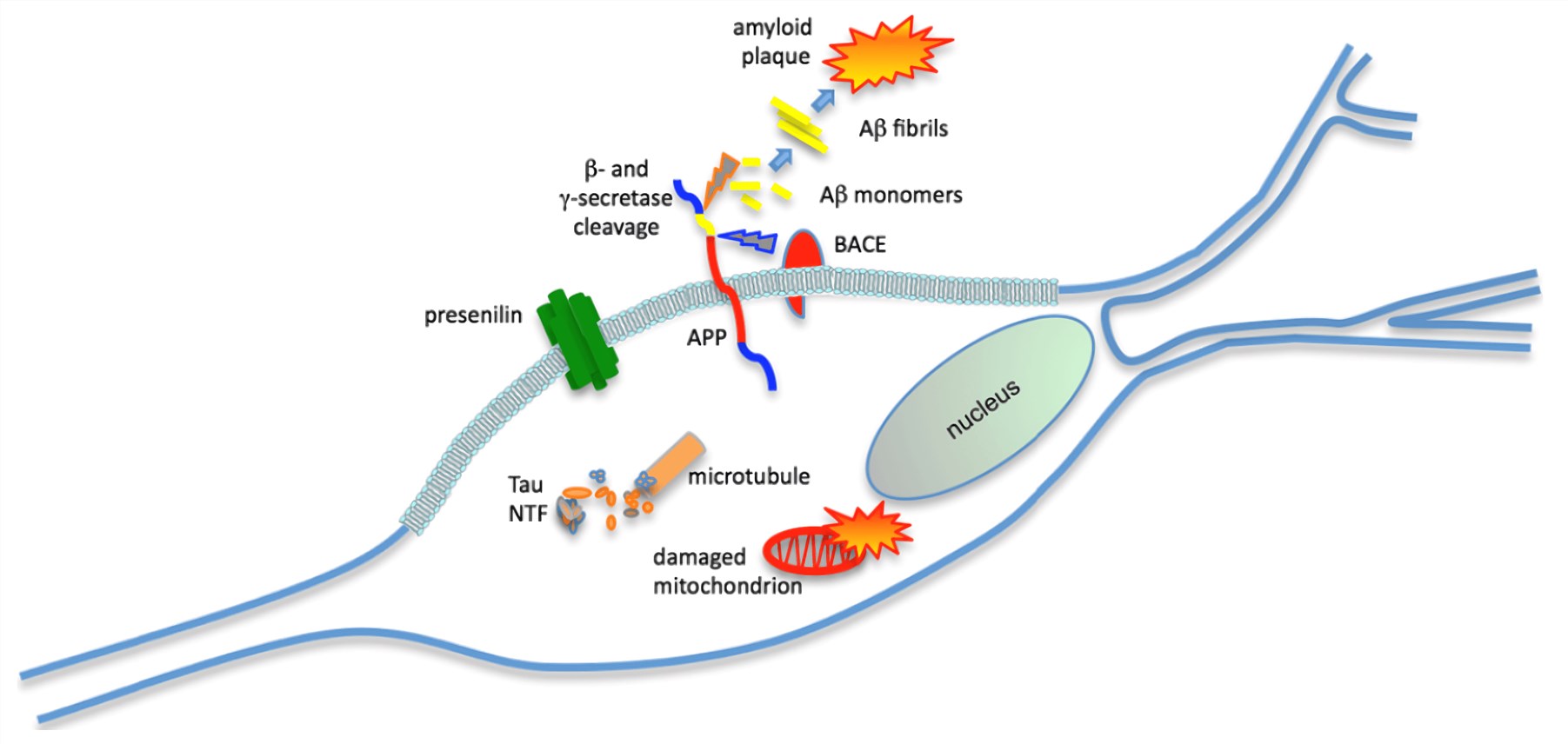 Fig.1 The two pathological hallmarks of AD are extracellular plaques and intracellular tangles. (Di, 2012)