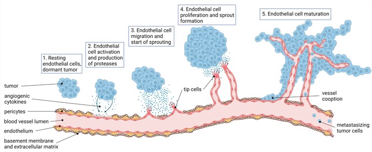 Fig.1 Angiogenesis is a hallmark of cancer. (Dudley & Arjan, 2023)