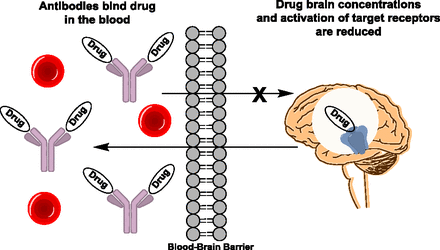 Mechanism of action of anti-drug antibodies.