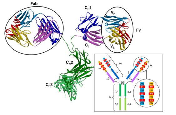 The structure of an Ab molecule.