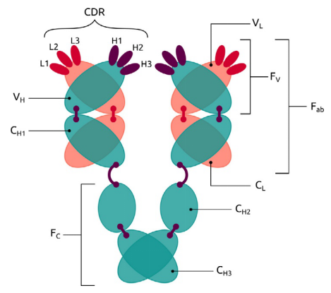 Schematic representation of the structure of an antibody.