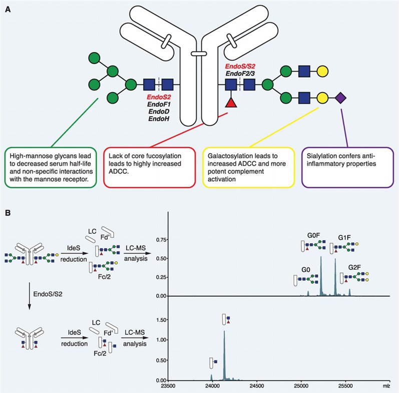 Fig.1 IgG Fc glycosylation. (Sjögren, Rolf & Andreas, 2020)