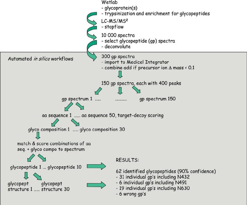The glycoprotein analysis flow