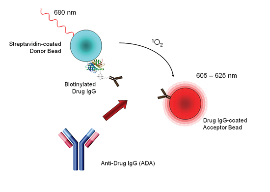 Assay schematic for AlphaLISA used in the detection of host antibodies against biotechnology products.