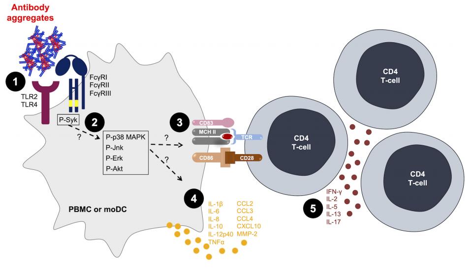 Fig.1 The function of Antibody aggregates. (Nabhan, Pallardy & Turbica, 2020)