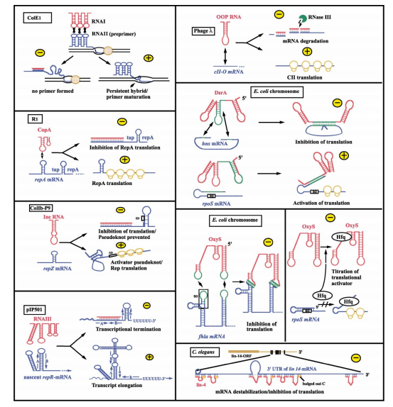 Figure 1. Antisense RNA mediated regulatory mechanisms (Brantl 2002)