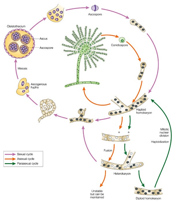 Aspergillus nidulans life cycle.
