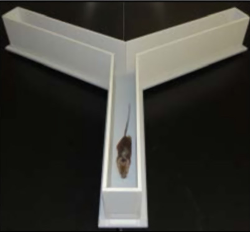 Fig.1 Y maze. (Wolf et al. 2016)