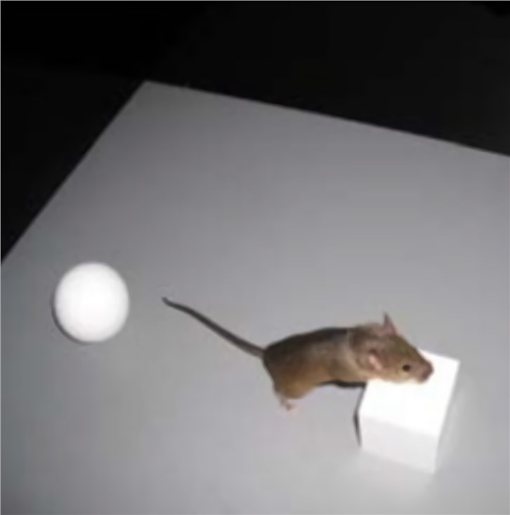 Rodent Behavioral Tests for Cognition