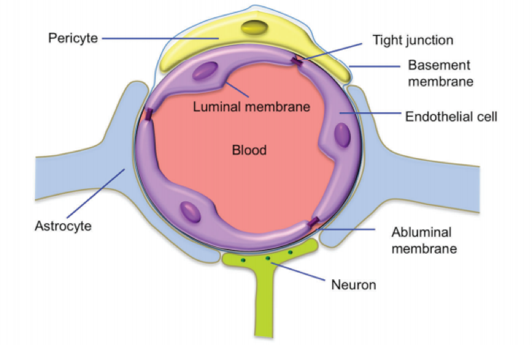 The illustration of the blood-brain barrier (BBB).