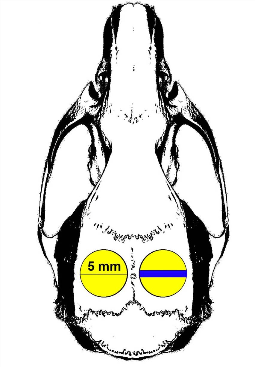 Fig.1 Schematic of rat cranial bone defects. (Zhang et al. 2014)