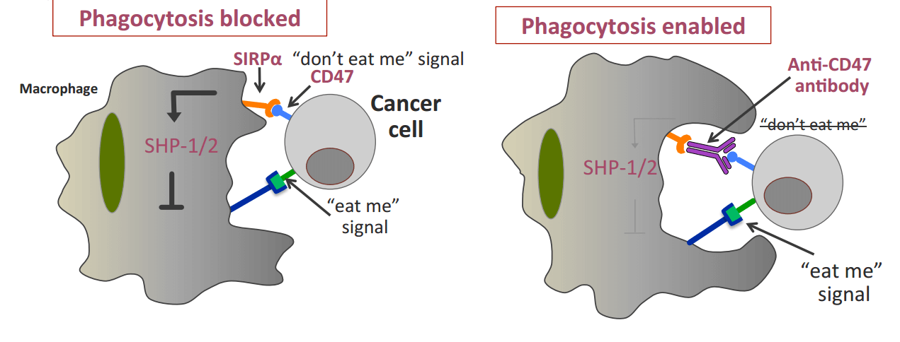 The CD47 immune checkpoint
