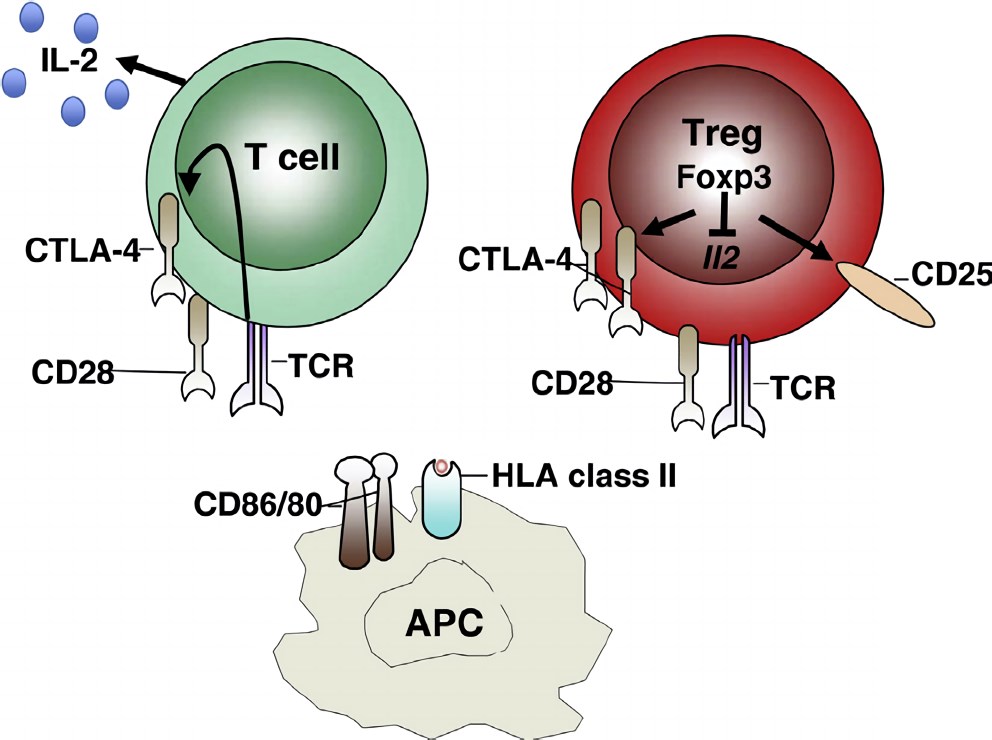Cellular expression of CTLA-4 and Foxp3.
