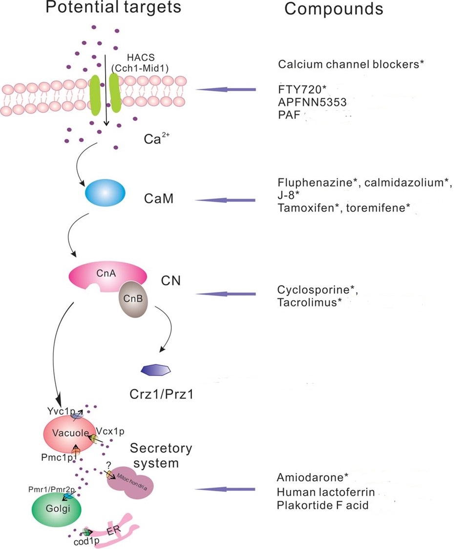 The potential targets in calcium-calcineurin signaling pathway and some compounds exhibiting antifungal activity by themselves or in combination with antifungal drugs by interfering with these potential targets. 