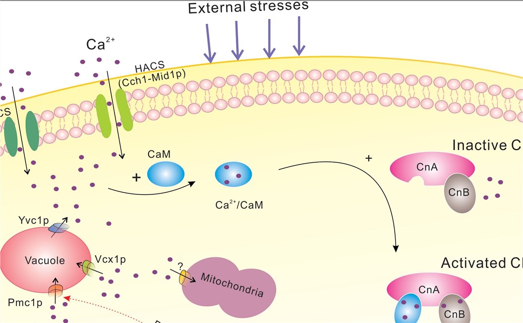 The description of calcium-calcineurin signaling pathway in fungal cells.