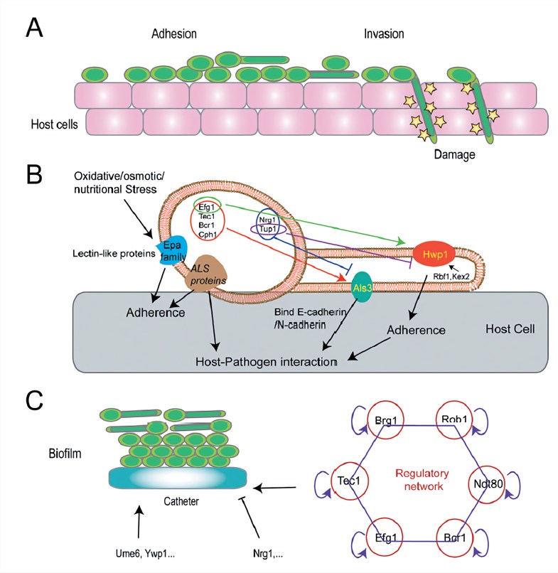An overview of fungal pathogenicity mechanisms.