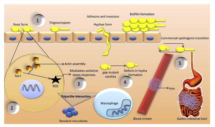 Dual life cycle of Candida albicans and its transition as commensal and virulent form.