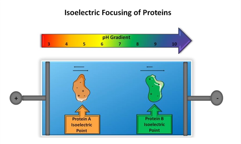 Principle of isoelectric focusing.