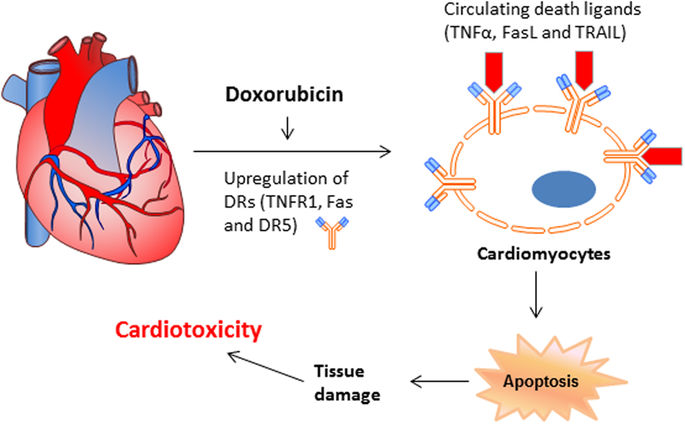 Fig.1 A working model by which doxorubicin induces cardiotoxicity through upregulation of death receptors mediated apoptosis in cardiomyocytes. (Zhao L, 2017)
