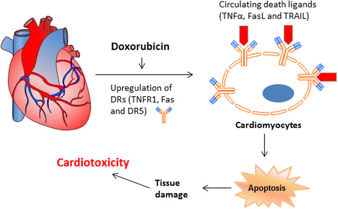 Cardiovascular Toxicity