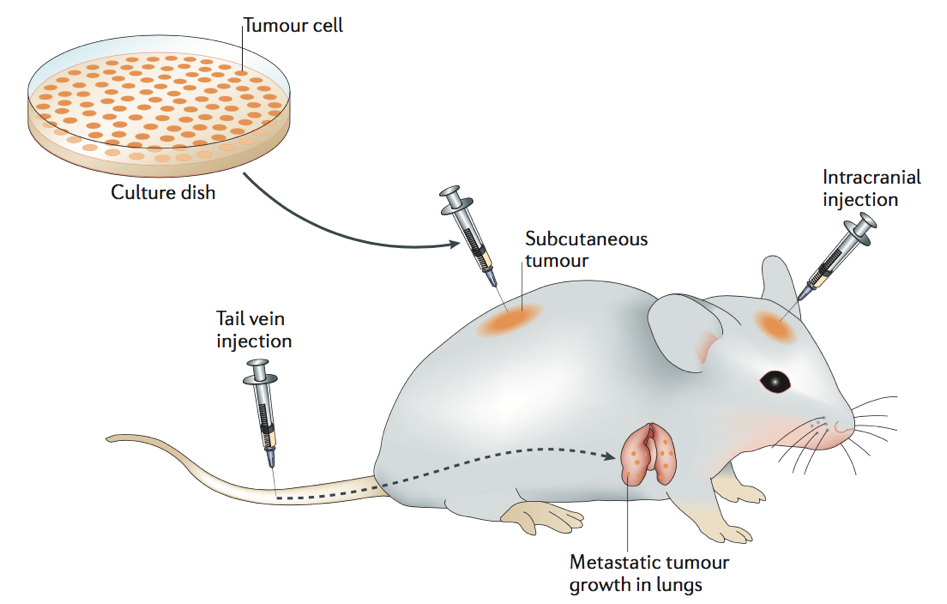 Cell Line Derived Tumor Xenograft (CDX) Mouse Models