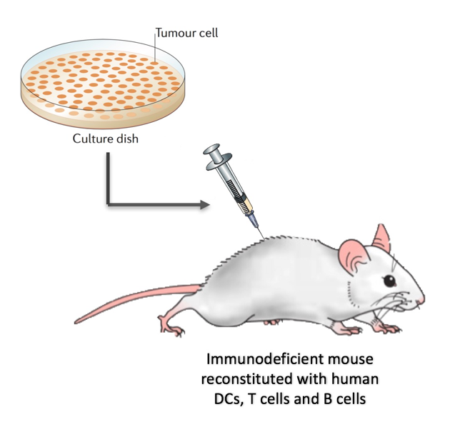 Cell Line Derived Tumor Xenografts in Humanized Mouse Models