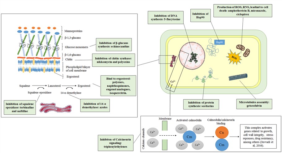 Old and new targets as antifungal candidates.