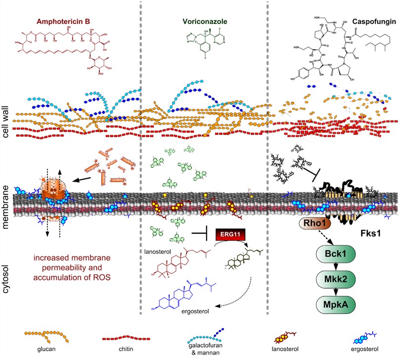 Mode of actions of antifungal drugs commonly used against invasive and systemic Aspergillus fumigatus infection.