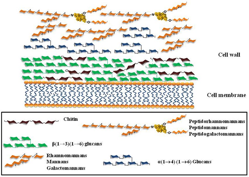 Schematic representation of the major cell wall components of the fungi A. fumigatus, C. albicans, Scedosporium/Pseudallescheria complex.