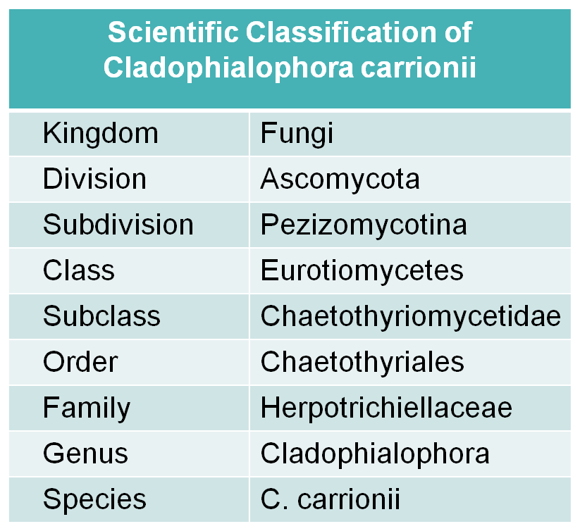 Scientific classification of Cladophialophora Carrionii.