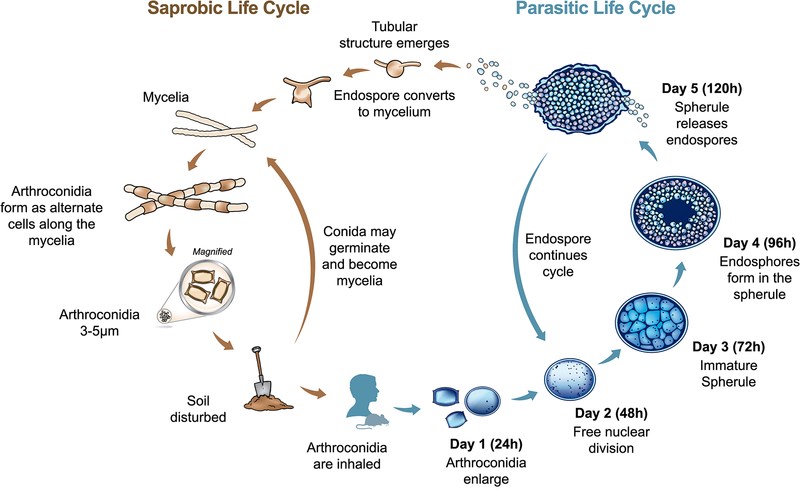Life cycle of Coccidioides.