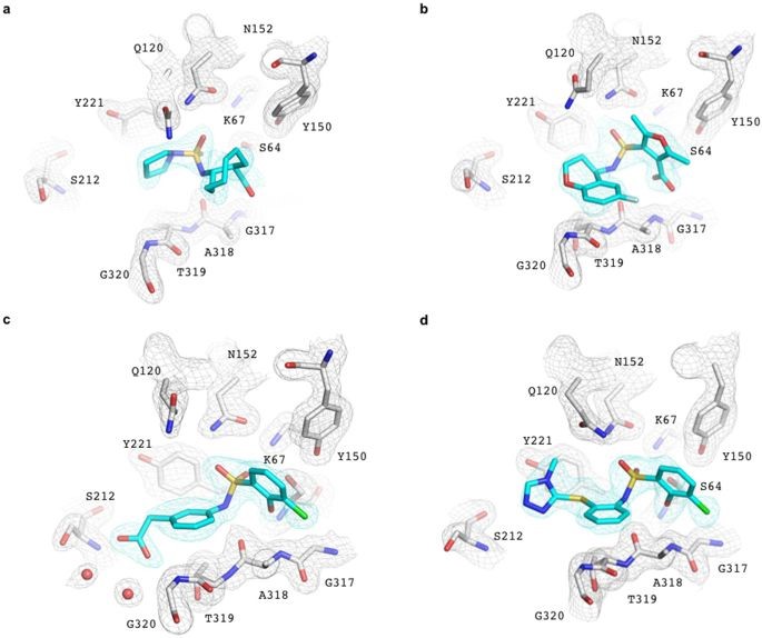 Electron density maps for AmpC–inhibitor complexes.