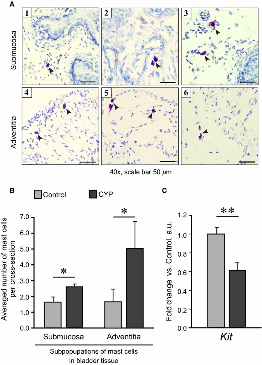 Cyclophosphamide-Induced Cystitis (CYP) Model