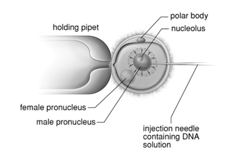 DNA Microinjection - Creative Biolabs