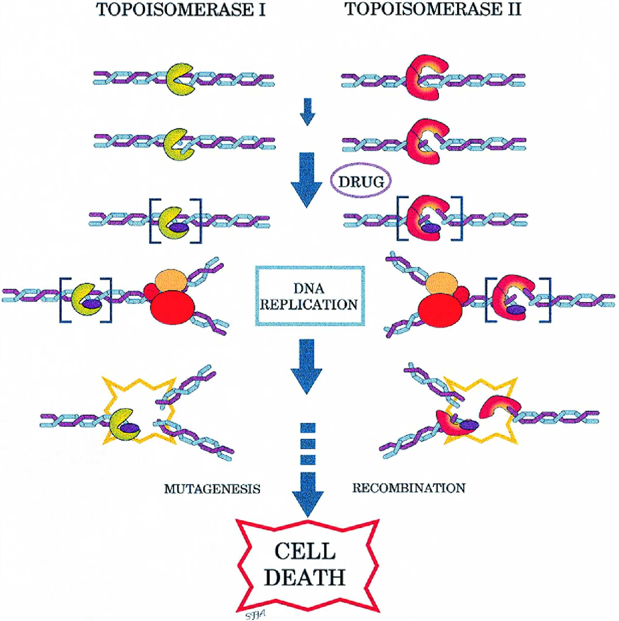 Mechanism of DNA topoisomerase inhibitors.
