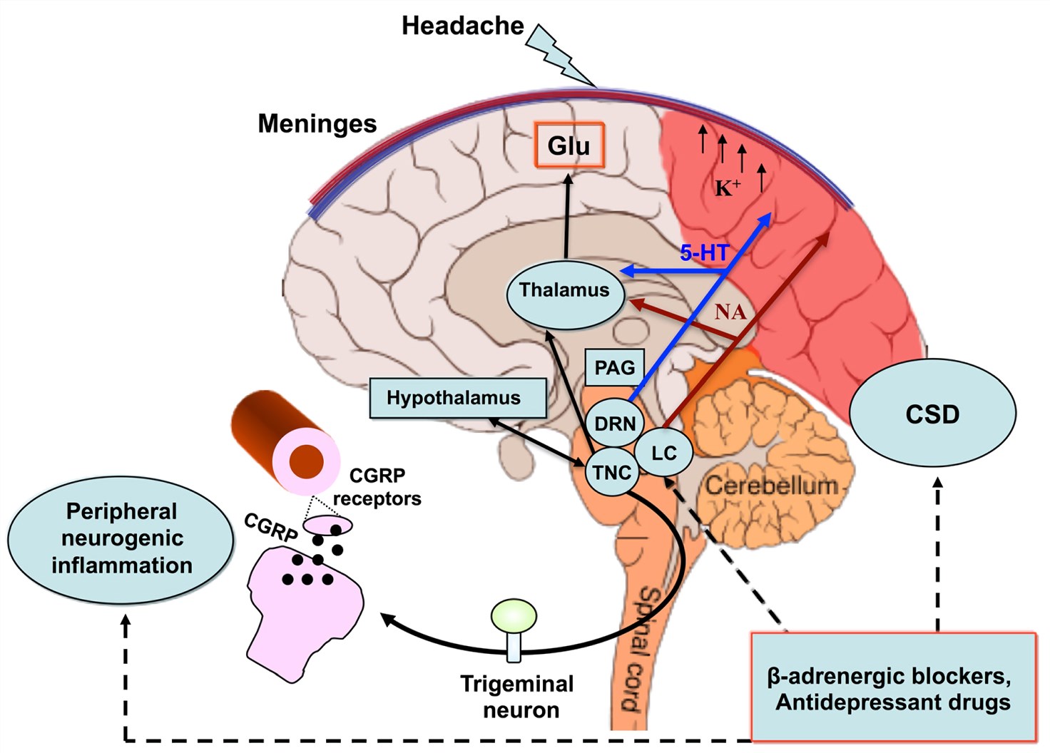Fig.1 Mechanisms and structures involved in the pathogenesis of migraine with aura. (Costa et al. 2013)