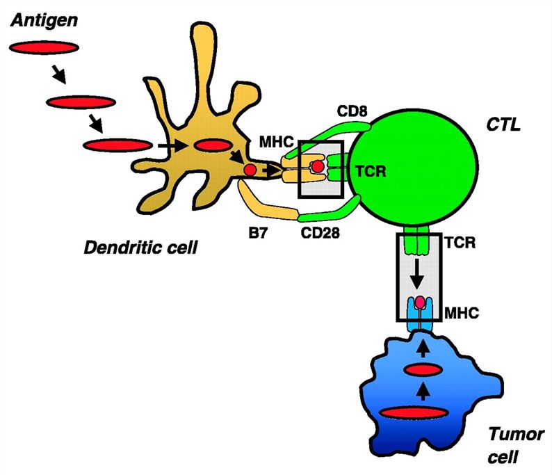 Specific recognition and processing of tumor-associated antigen (TAA) by dendritic cells.