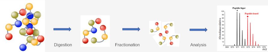 Workflow of fractionation and sequence analysis of MHC peptides at Creative Biolabs.(Creative Biolabs Original)
