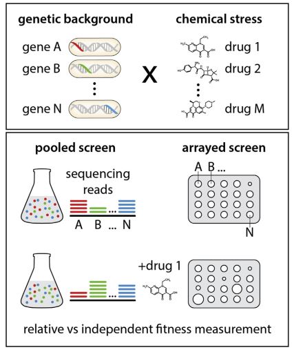 Basic concepts and approaches in chemical genetics.