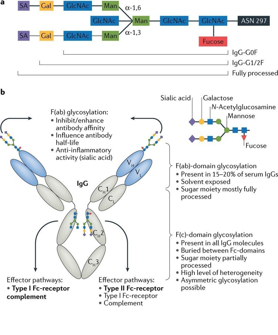 Effects of IgG glycosylation on antigen recognition and effector functions.