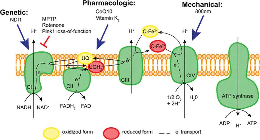 Electron transport chain and its interactors.