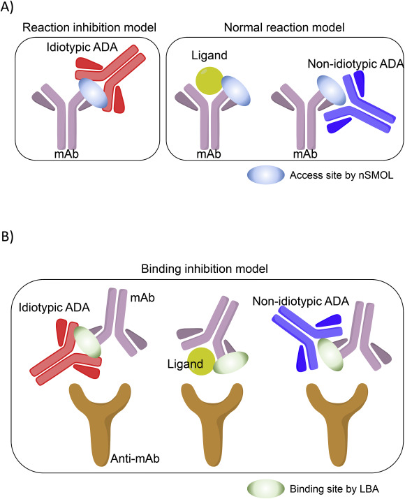 Bioanalysis assay inhibition model in the coexistence of anti-drug antibodies or specific ligands.