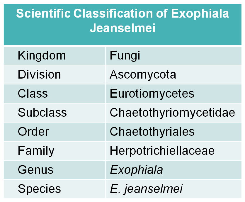 Scientific classification of E. jeanselmei