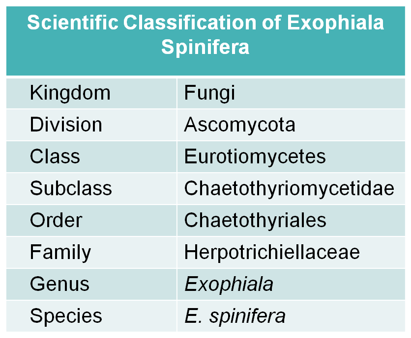 Scientific classification of E. spinifera