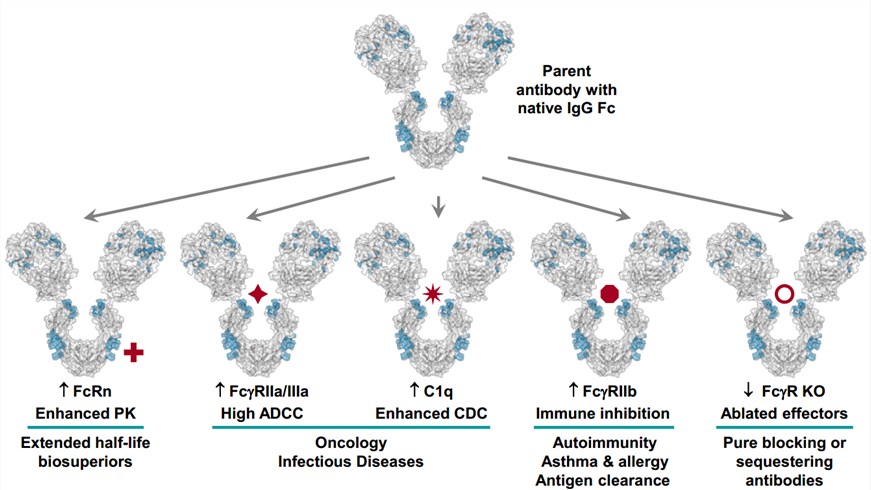 Fc engineering to modulate Fc effector functions of therapeutic antibodies.
