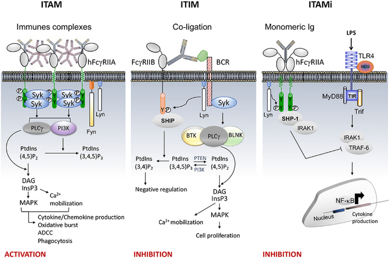 Fig.1 FcγRII signaling pathways. (Ben Mkaddem, Marc & Renato C, 2019)